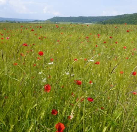 champ coquelicots