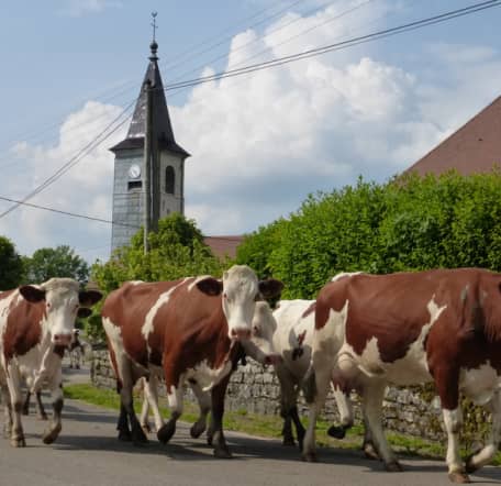 vaches_villes